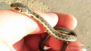 Economic development officials invited Reptilia to London, Ont., despite zoo ban, says zoo boss