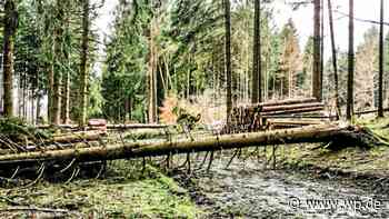 Siegen: Forstamt warnt vor Orkan – Wälder nicht betreten - WP News