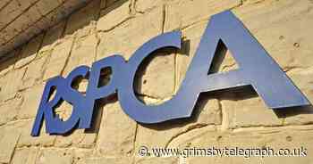 RSPCA investigate reports of dog being 'stabbed to death' - Grimsby Live