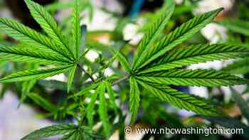 DC Law Establishes Medical Marijuana Sales Tax Holiday - NBC4 Washington