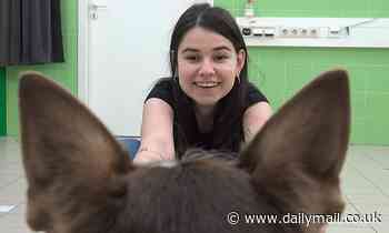 Dogs can recognise their owner by their voice alone, study reveals 