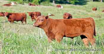 Methane production in grazing beef systems