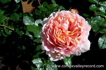 DUCHESS OF DIRT: Love is definitely in the air - Comox Valley Record