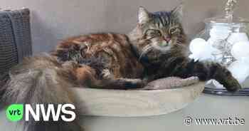 Kater Benjo (12) na vijf maanden zwerven weer thuis in Merelbeke - VRT NWS