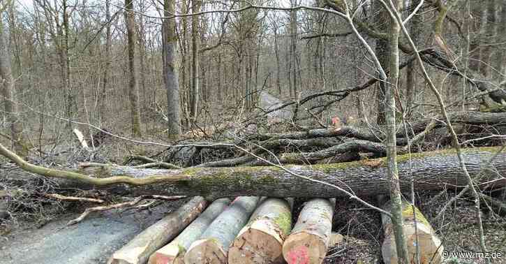 Sturmwarnung:  Forstämter warnen vor Waldbesuchen