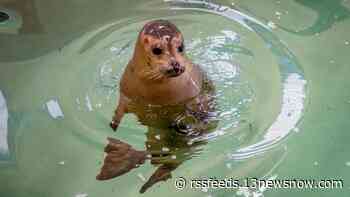 Precious animals in Virginia Beach | Virginia Aquarium welcomes 8-month-old harbor seal
