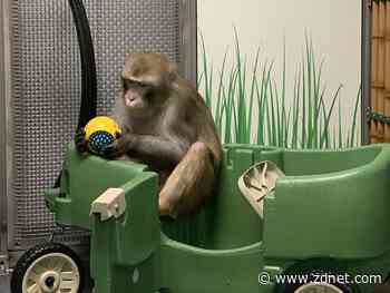 Neuralink: Elon Musk's brain implant firm refutes animal abuse claims