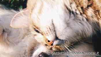 Maranello. Animali maltrattati, ci sono multe in arrivo: ecco il regolamento - La Gazzetta di Modena