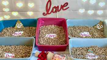 For donations, Sask. animal shelter lets cats do business on an ex's name