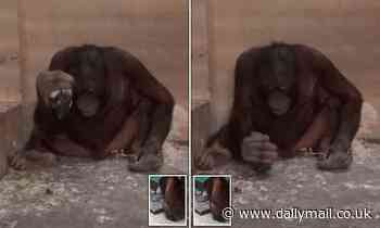 Untrained orangutans instinctively know how to strike rocks together