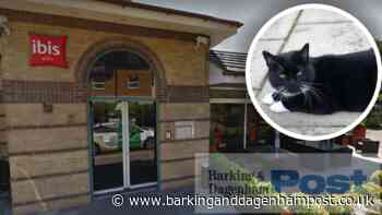 Barking ibis hotel staff care for frightened, abandoned cat - Barking and Dagenham Post