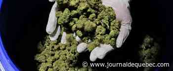 Dépénalisation de la culture du cannabis : un référendum avorté en Italie