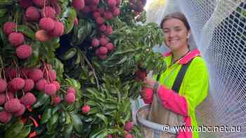 New York plan bears fruit as lychee export success boosts locals