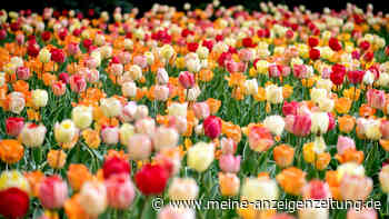 Tulpen können giftig sein: Auf Nummer sicher gehen und Handschuhe tragen