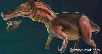 125-Million-Year-Old Crocodile-Faced Relative of Spinosaurus Discovered     - CNET