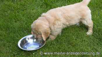 Hundefutter wird knapp: Unternehmen warnen Hundehalter vor Hamsterkäufen