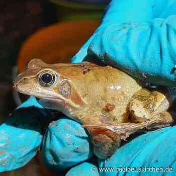 Amphibien im Kreis Euskirchen auf Wanderung - radioeuskirchen.de