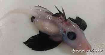 See a 'Very Rare' and Bizarre-Looking Baby Ghost Shark     - CNET