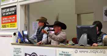 Dillon man makes a fourth bid for the livestock auctioneer world championship - MTPR