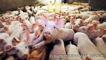 Modena, ambiente e inquinamento. Anche gli allevamenti devono cambiare - La Gazzetta di Modena