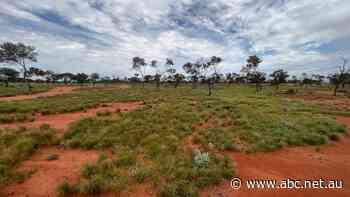 Recent floods bring South Australia's outback landscape to life