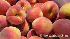 Peach, nectarine exports to Vietnam expected to begin within weeks