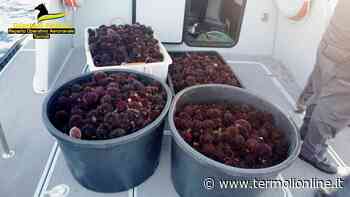 Pescatori di frodo nei guai, multa salata e 2mila ricci di mare sequestrati - Termoli Online