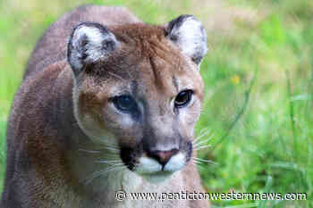Summerland man meets cougar on trail – Penticton Western News - Pentiction Western News