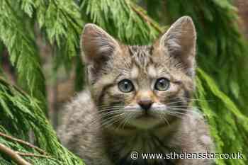 Police seize wildcat kitten from animal organisation - St Helens Star