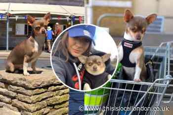 Croydon dog mum’s heartbreak as chihuahua may lose his sight