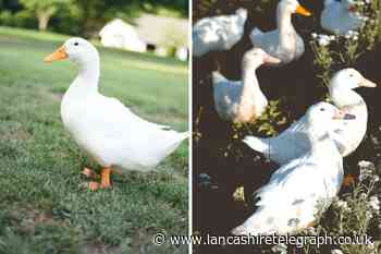 Lancashire animal lovers urged to save 100 ducks from slaughter