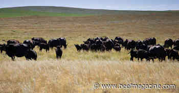 Time is right to share beef’s sustainability story