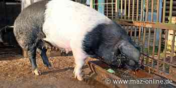 Luckenwalde: Tierpark wegen Sturm geschlossen - Märkische Allgemeine Zeitung