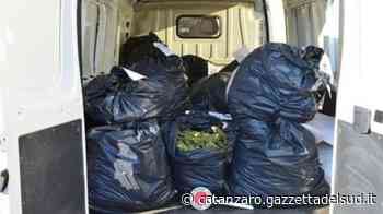 Crotone, un quintale di marijuana in casa: tre condanne e un'assoluzione - Gazzetta del Sud - Edizione Catanzaro, Crotone, Vibo
