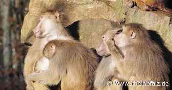 Mehr Platz für die Paviane im Zoo - Neunkirchen - Rheinpfalz.de