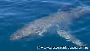 The shark hung around for about five minutes - Western Advocate