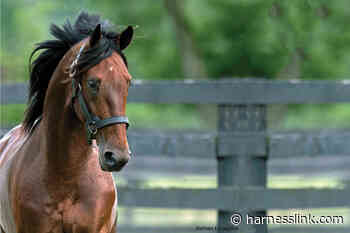 New stallions add interest to Bathurst sale - Harnesslink
