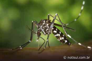 Cinco novos focos de dengue são confirmados em Imbituba - Notisul
