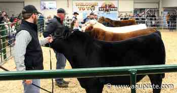 Angus bull named Supreme Row champion at Watertown Winter Farm Show - AgUpdate