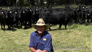 NSW Beef Spectacular Feedback Trial 2022: Minnamurras top Angus - The Land Newspaper
