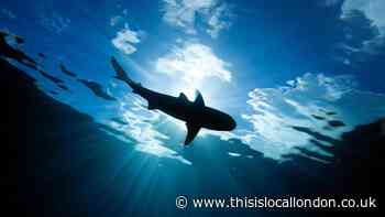 Sydney shark attack: British man Simon Nellist named locally as victim
