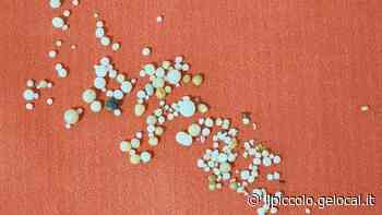 Le perle nelle cozze rinvenute a Grado già nel lontano 1976 - Il Piccolo