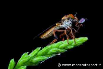 La mosca bandito è un acrobata aerodinamico in grado di catturare la sua preda in volo - Macerata Sport
