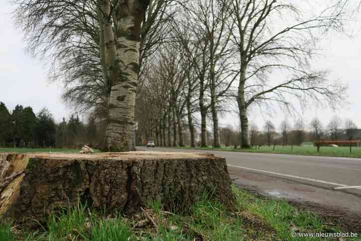 Groen wil  154 zilverpopulieren langs Oelegemsteenweg niet zomaar opgeven