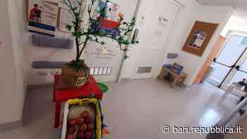 Bari, un melograno simbolico per la Giornata contro il cancro infantile: "Fiori e frutti rappresentano unione… - La Repubblica