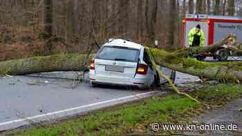 Erstes Opfer durch Sturmtief „Ylenia“: 37-jähriger Niedersachse wird von Baum erschlagen