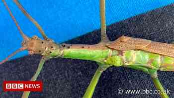Natural History Museum confirms stick insect is male and female