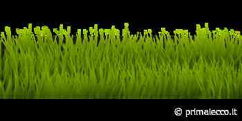 Erba sintetica: quanto dura in giardino e quali sono i vantaggi - Prima Lecco