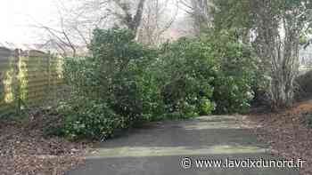 Coup de vent : Arras ferme ses parcs et jardins, des interventions dans les villages - La Voix du Nord