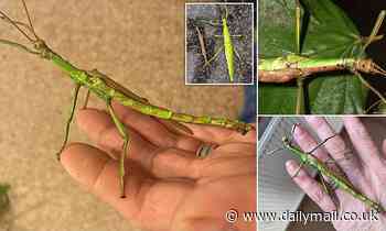Meet the dual-gender stick insect that is half-male and half-female